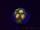 WYSIWYG - Zoanthus Laser Lemon