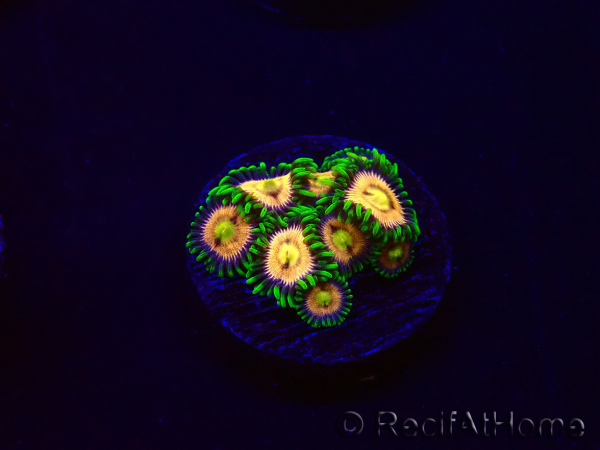 WYSIWYG - Zoanthus Laser Lemon