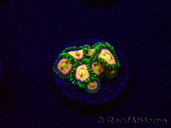 WYSIWYG - Zoanthus Laser Lemon