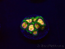 WYSIWYG - Zoanthus Laser Lemon 30A10