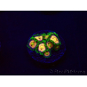 WYSIWYG - Zoanthus Laser Lemon 30A10