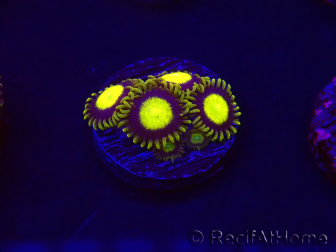 WYSIWYG - Zoanthus King Midas 30B1