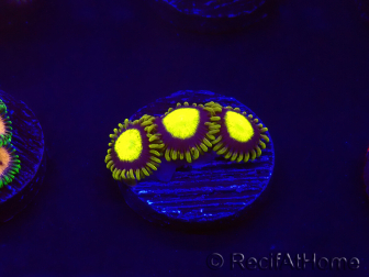 WYSIWYG - Zoanthus King Midas 30B2