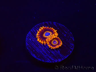 WYSIWYG - Zoanthus Tequila Sunrise 30C8