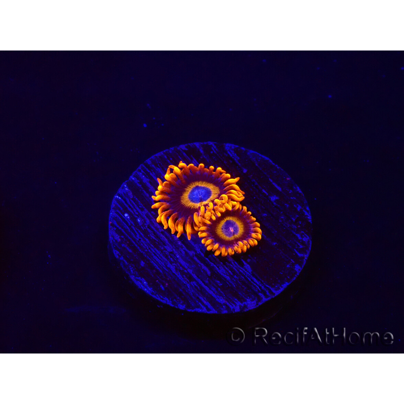 WYSIWYG - Zoanthus Tequila Sunrise 30C8