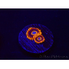 WYSIWYG - Zoanthus Tequila Sunrise 30C8