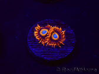WYSIWYG - Zoanthus Tequila Sunrise 30C9