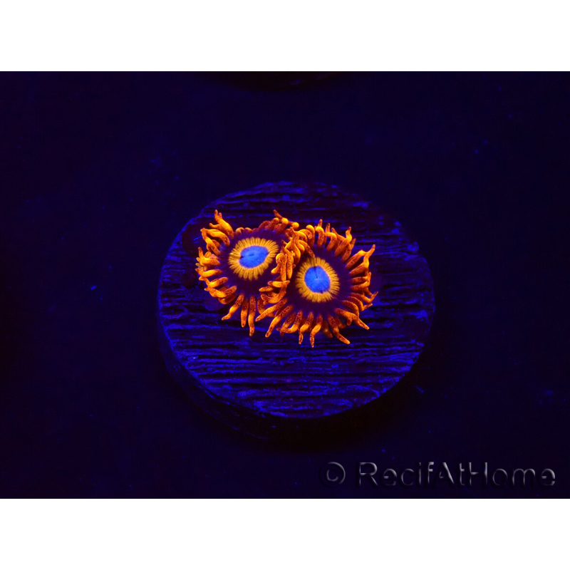 WYSIWYG - Zoanthus Tequila Sunrise 30C9
