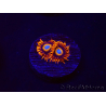 WYSIWYG - Zoanthus Tequila Sunrise 30C9