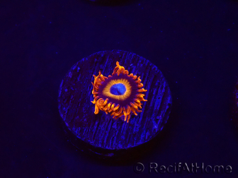 WYSIWYG - Zoanthus Tequila Sunrise 30C10