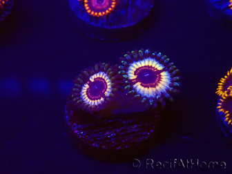 WYSIWYG Zoanthus Vampire In Drag 30F7