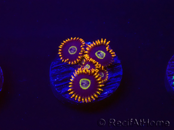WYSIWYG - Zoanthus Rainbow Hornet