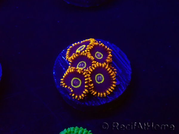 WYSIWYG - Zoanthus Rainbow Hornet