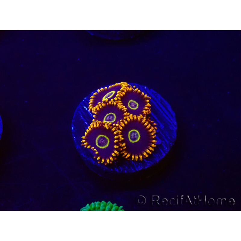 WYSIWYG - Zoanthus Rainbow Hornet 30G6