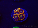 WYSIWYG - Zoanthus Rainbow Hornet 30G6