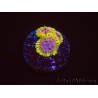 WYSIWYG - JF Zoanthus Acid Reflux 40A10