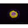 WYSIWYG - JF Zoanthus Acid Reflux 40A11