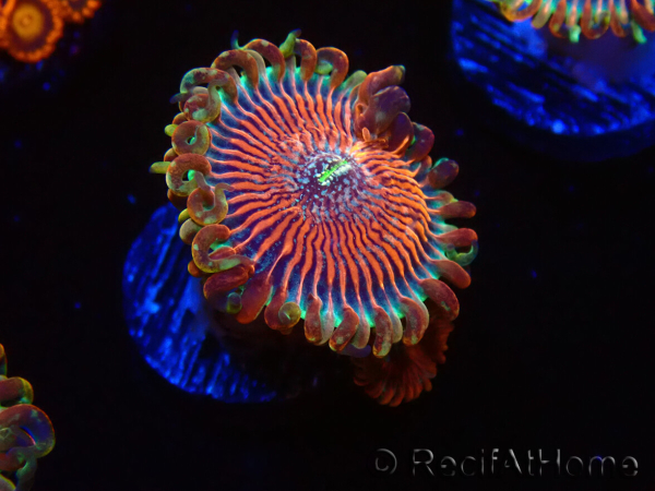 WYSIWYG - Zoanthus Happy People Eater 40G2