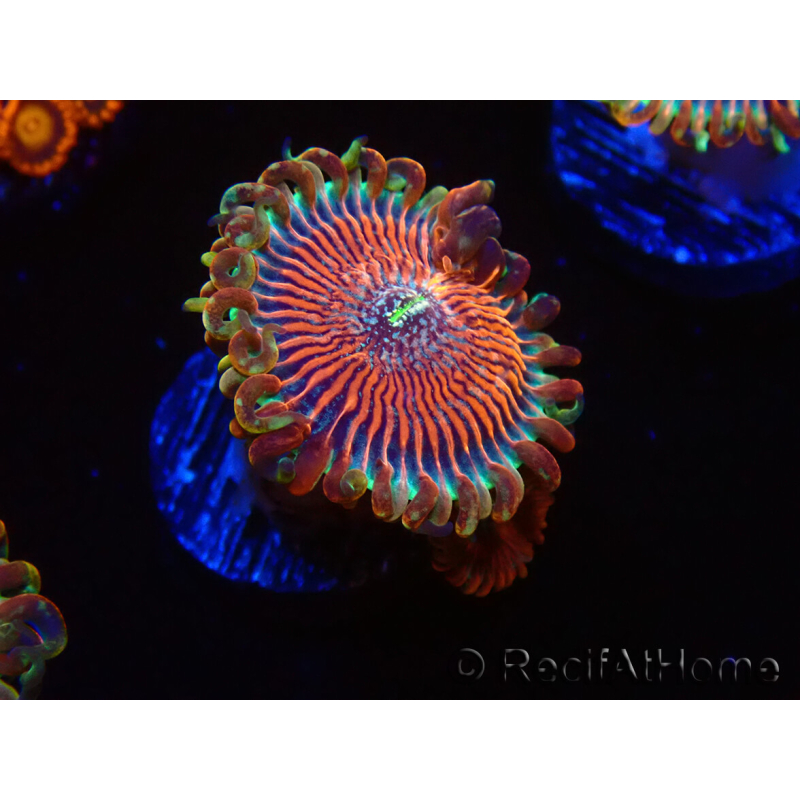 WYSIWYG - Zoanthus Happy People Eater 40G2