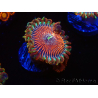WYSIWYG - Zoanthus Happy People Eater 40G2