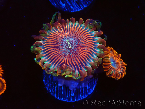 WYSIWYG - Zoanthus Happy People Eater 40G3