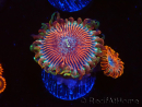 WYSIWYG - Zoanthus Happy People Eater 40G3