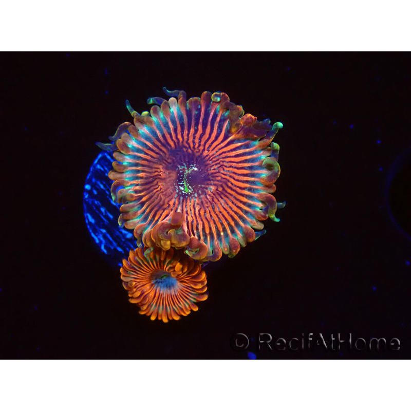 WYSIWYG - Zoanthus Happy People Eater 40G4