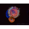 WYSIWYG - Zoanthus Happy People Eater 40G4