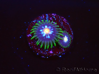 WYSIWYG - JF Zoanthus Stargazer 40K1