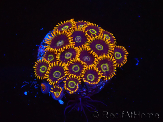WYSIWYG - Zoanthus Rainbow Hornet 40K11