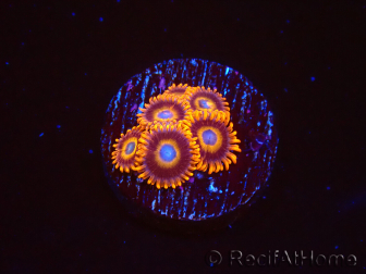 WYSIWYG - Zoanthus Tequila Sunrise 40L4