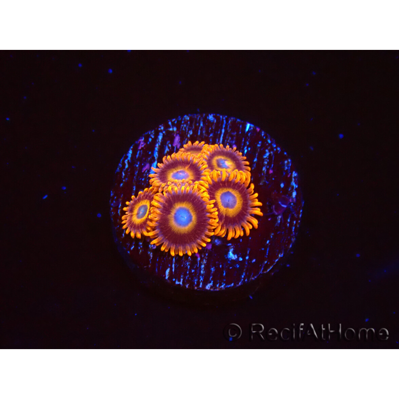 WYSIWYG - Zoanthus Tequila Sunrise 40L4