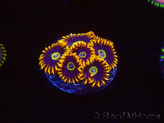 WYSIWYG - Zoanthus Rainbow Hornet 40M6