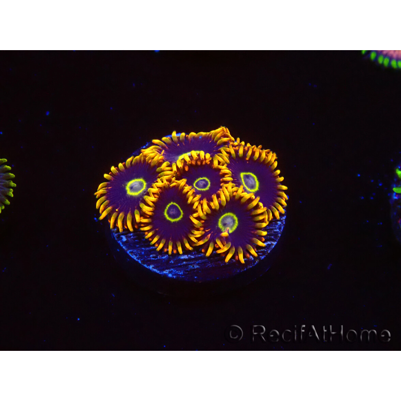 WYSIWYG - Zoanthus Rainbow Hornet 40M6