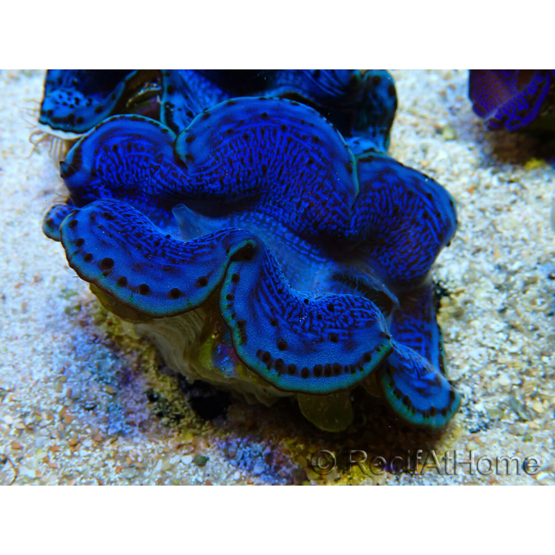 WYSIWYG Tridacna maxima