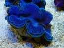 WYSIWYG Tridacna maxima
