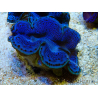 WYSIWYG Tridacna maxima Bénitiers C1 (6 cm)