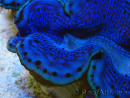 WYSIWYG Tridacna maxima