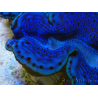 WYSIWYG Tridacna maxima