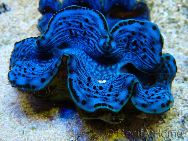 WYSIWYG Tridacna maxima Bénitiers C2 (5.5 cm)