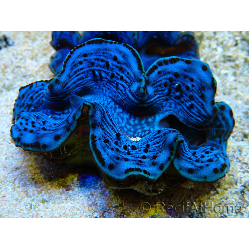 WYSIWYG Tridacna maxima Bénitiers C2 (5.5 cm)