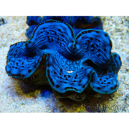 WYSIWYG Tridacna maxima Bénitiers C2 (5.5 cm)