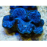 WYSIWYG Tridacna maxima