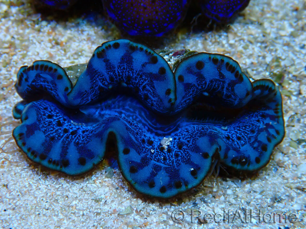 WYSIWYG Tridacna maxima Bénitiers C3 (5 cm)