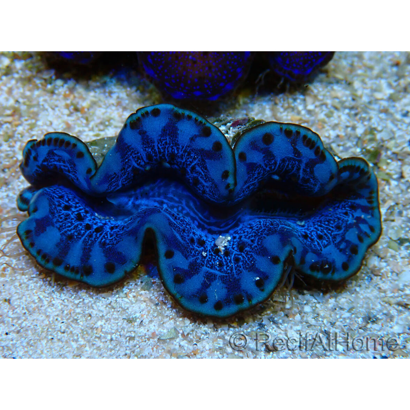 WYSIWYG Tridacna maxima Bénitiers C3 (5 cm)