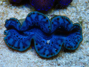 WYSIWYG Tridacna maxima Bénitiers
