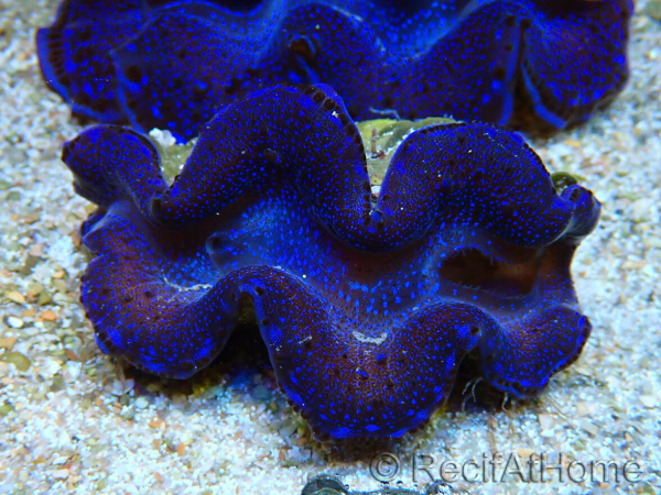 WYSIWYG Tridacna maxima Bénitiers