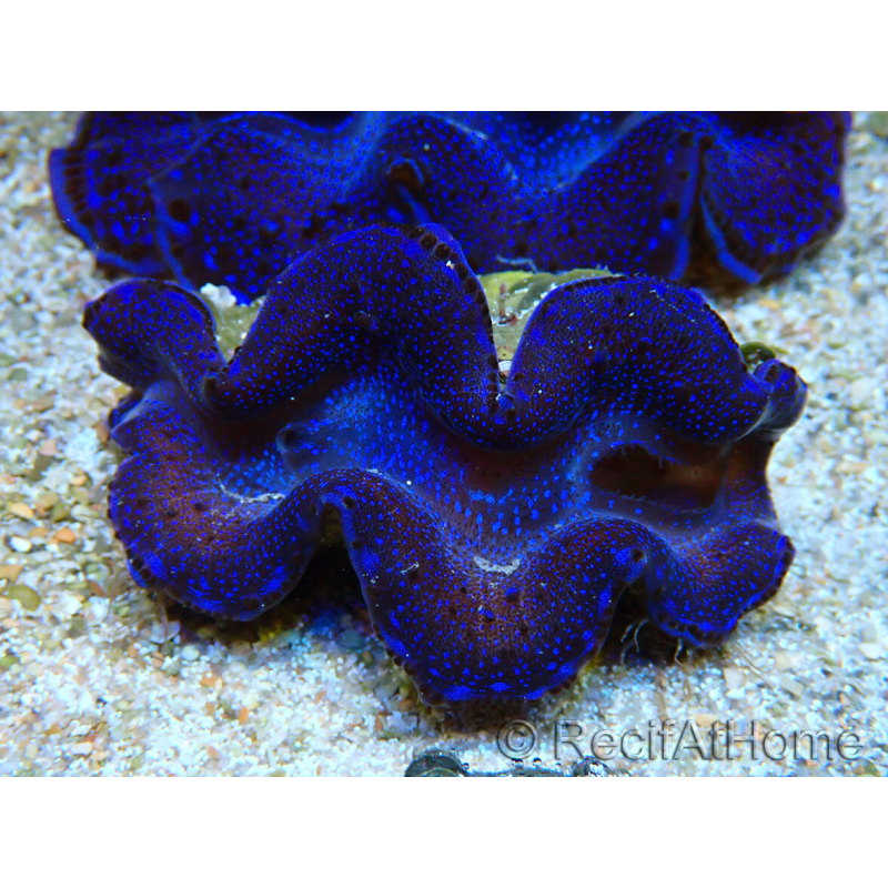 WYSIWYG Tridacna maxima Bénitiers