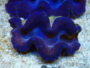 WYSIWYG Tridacna maxima Bénitiers