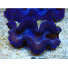 WYSIWYG Tridacna maxima Bénitiers C4 (5 cm)
